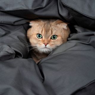 Cleanelly – Комплект постельного белья Мистерия в подарочной упаковке, размер Евро Cleanelly – Комплект постельного белья Мистерия в подарочной упаковке, размер Евро