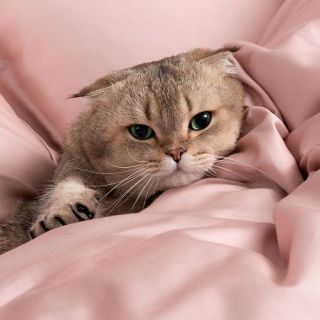 Cleanelly – Комплект постельного белья Очарование в подарочной упаковке, размер Евро